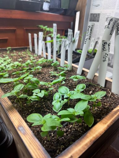 Young seedlings growing in trays with plant markers