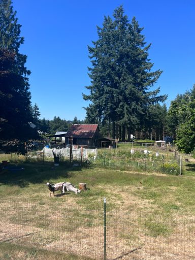 Wide view of grassy homestead with trees and garden space