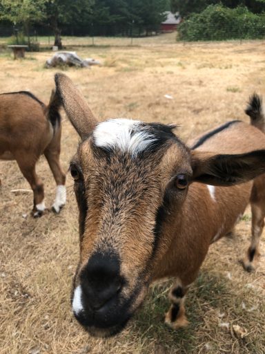 Close-up of a goat’s face on a farm