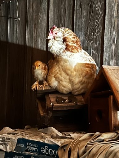 Mother hen with baby chick inside a wooden coop