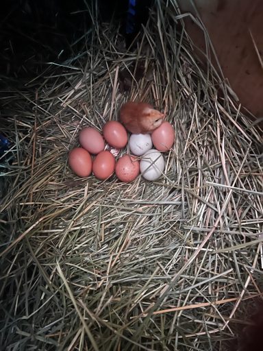 Collection of brown eggs in a straw nest