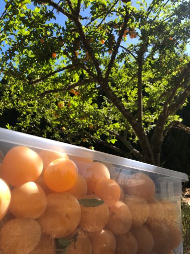 Container filled with fresh garden harvest under a tree