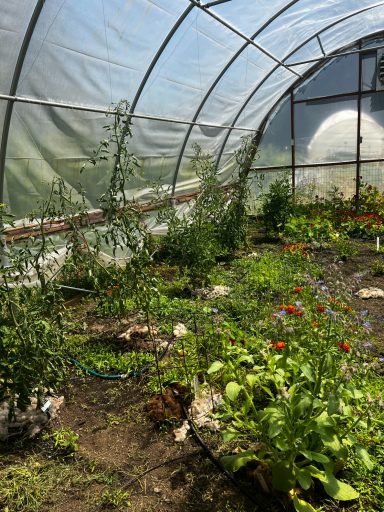 Inside a greenhouse filled with herbs and vegetables