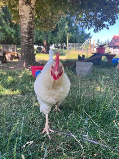 White chicken standing in grassy yard on a small farm