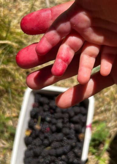 Hand stained red from picking fresh berries over a container